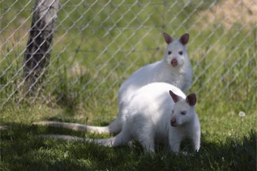 Liska-Park-Galerie 0097 IMG 0895