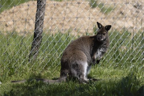 Liska-Park-Galerie 0098 IMG 0893