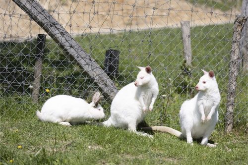 Liska-Park-Galerie 0099 IMG 0888