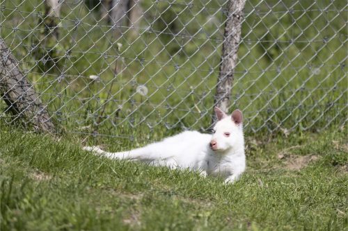 Liska-Park-Galerie 0100 IMG 0881