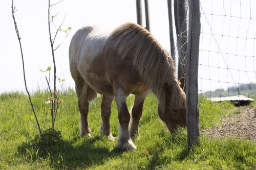 Liska-Park-Galerie 0103 IMG 0869