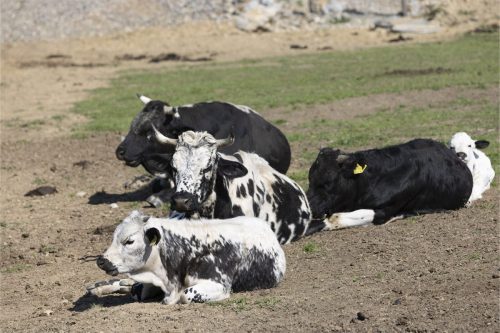 Liska-Park-Galerie 0106 IMG 0853