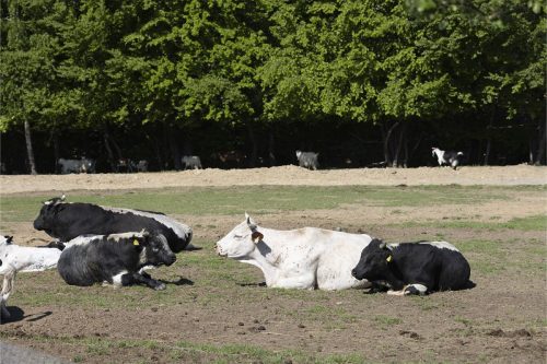 Liska-Park-Galerie 0108 IMG 0839