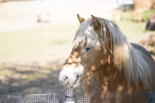 Liska-Park-Galerie 0109 background-9