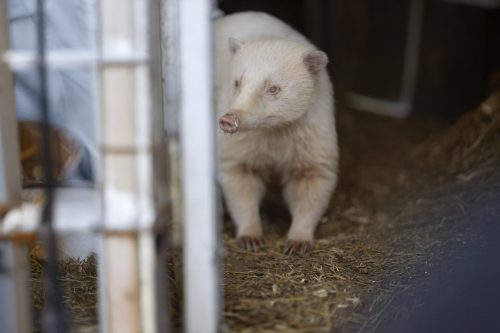 Liska-Park-Galerie 0115 background-10