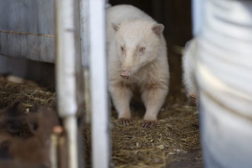 Liska-Park-Galerie 0116 background-11