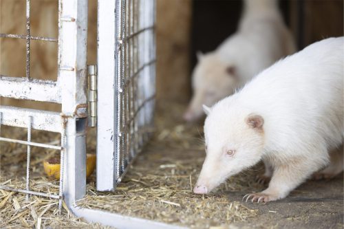 Liska-Park-Galerie 0118 IMG 0791