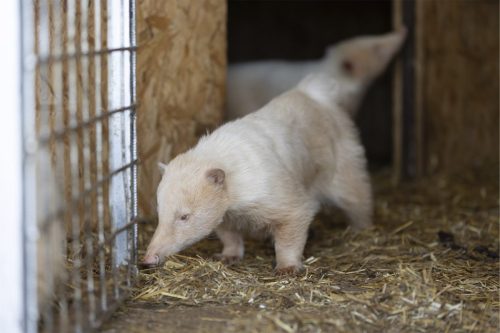 Liska-Park-Galerie 0119 IMG 0766