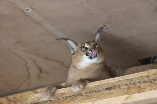 Liska-Park-Galerie 0122 IMG 0737