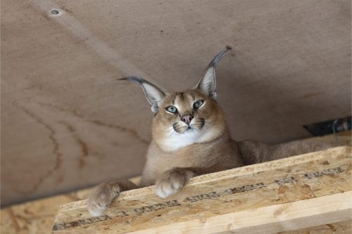 Liska-Park-Galerie 0123 IMG 0735