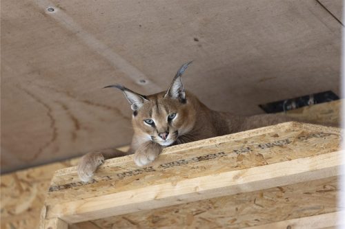 Liska-Park-Galerie 0124 IMG 0730