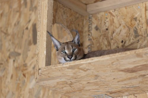 Liska-Park-Galerie 0125 IMG 0718