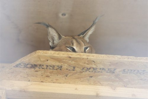 Liska-Park-Galerie 0126 IMG 0714