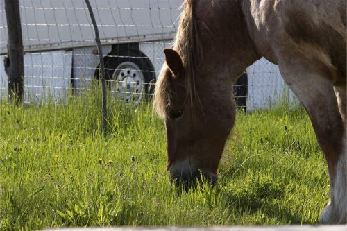 Liska-Park-Galerie 0129 IMG 0698