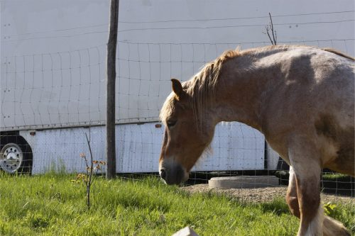 Liska-Park-Galerie 0131 IMG 0686